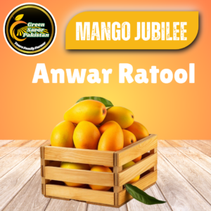 Anwar Ratool Mango (The People’s Favourite)