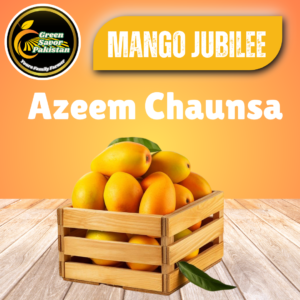 Azeem Chaunsa – The Legacy of Uch Sharif