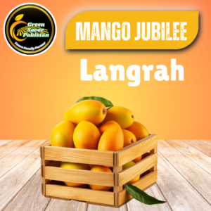 Langra Mango – The Distinctive Flavour