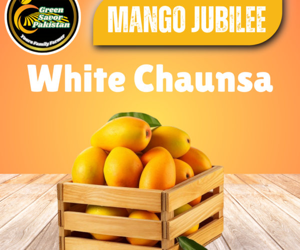 White Chaunsa (Nawab Puri Chaunsa) White Chaunsa (Nawab Puri Chaunsa)