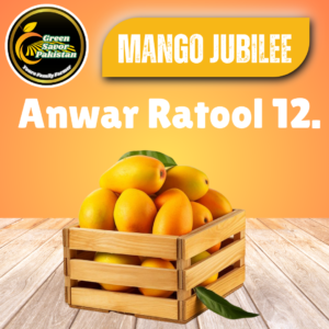 Anwar Ratool 12. Mango – The Grand Arrival of Late-Season Luxury